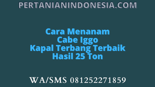 Cara Menanam Cabe Iggo Kapal Terbang Terbaik Hasil 25 Ton